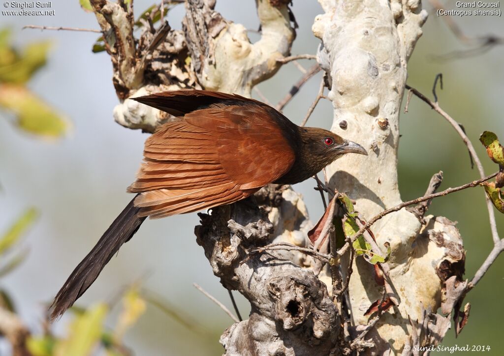 Greater Coucaladult, Flight