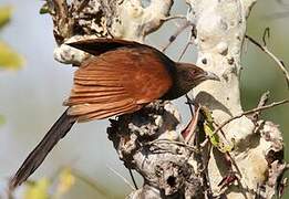 Greater Coucal