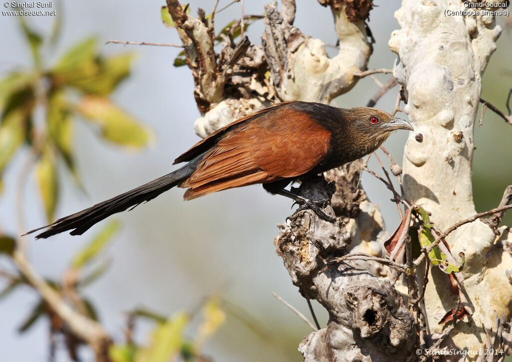 Greater Coucaladult, identification