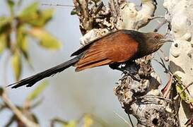 Greater Coucal