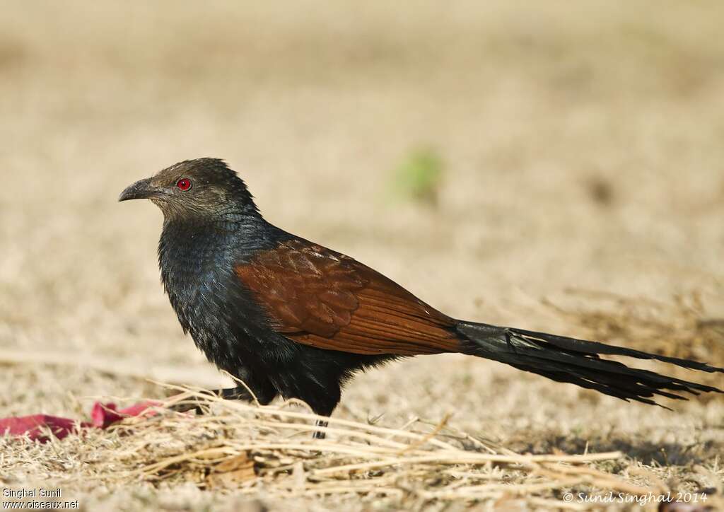 Grand Coucaladulte, identification