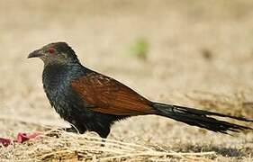 Greater Coucal