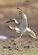 Great Stone-curlew