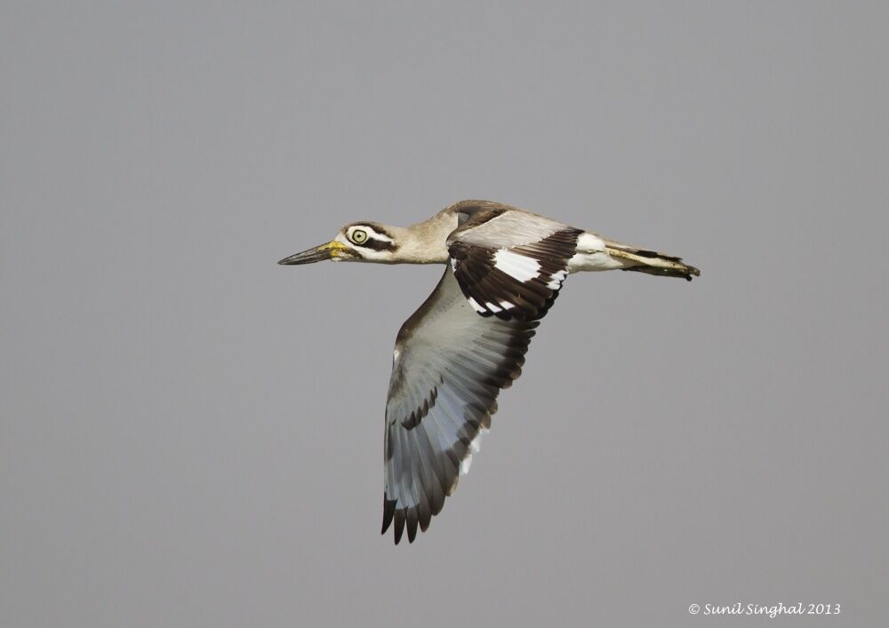 Great Stone-curlew