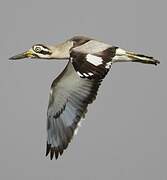 Great Stone-curlew