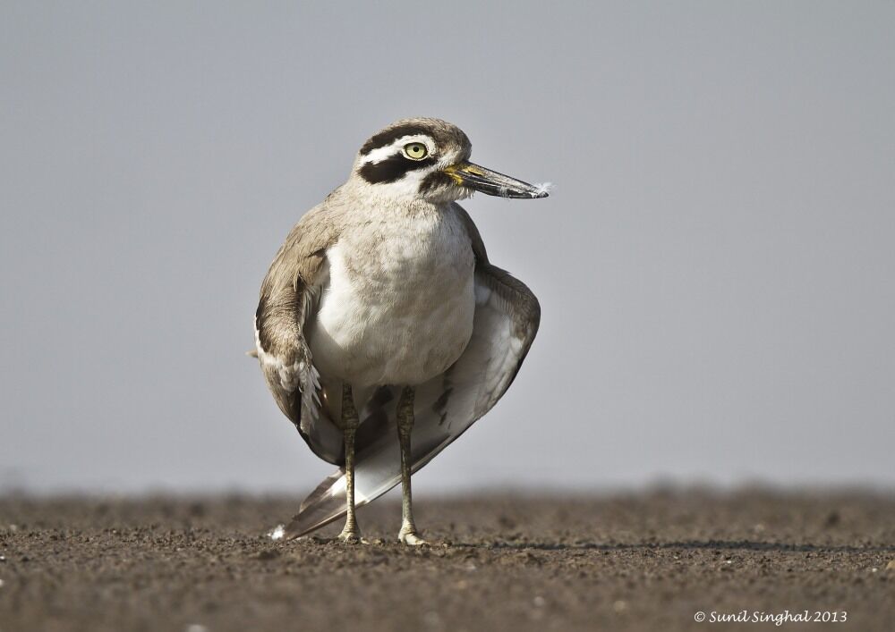 Great Stone-curlew