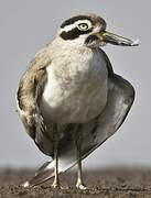 Great Stone-curlew