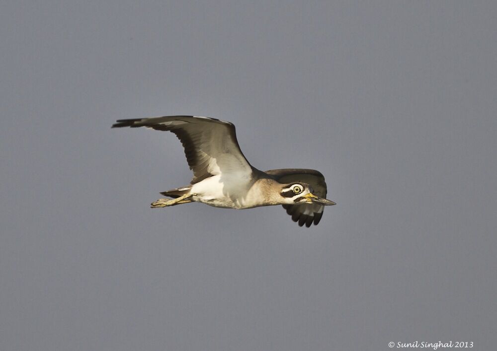 Great Stone-curlew