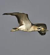 Great Stone-curlew