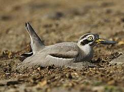 Great Stone-curlew