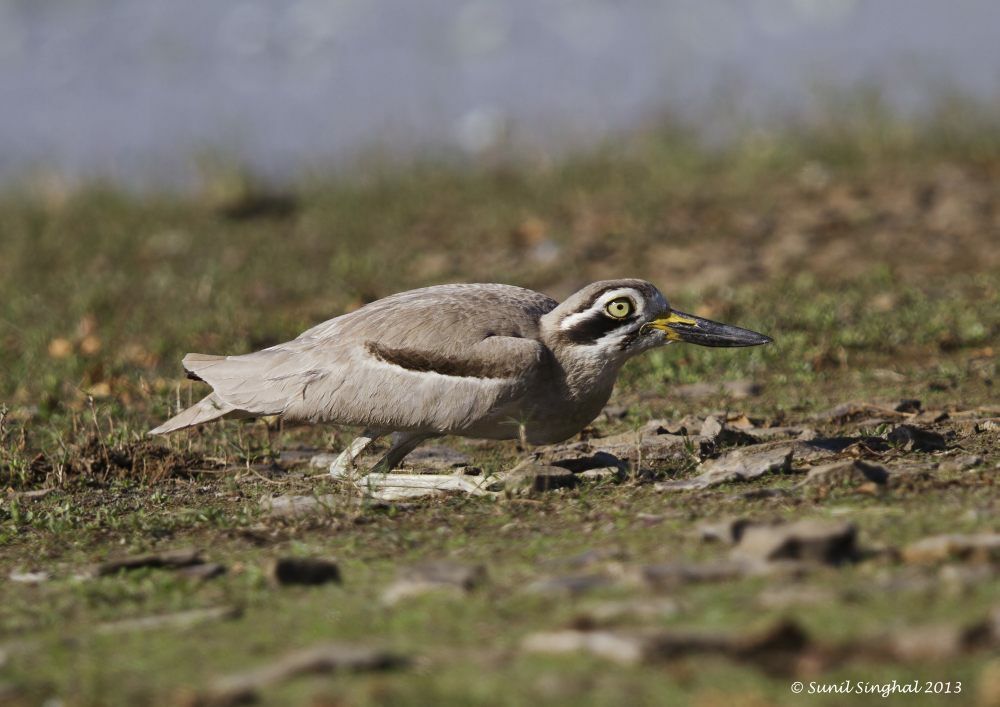 Great Stone-curlew