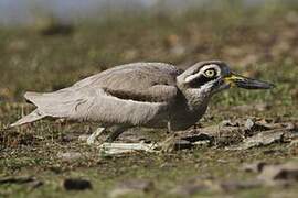 Great Stone-curlew