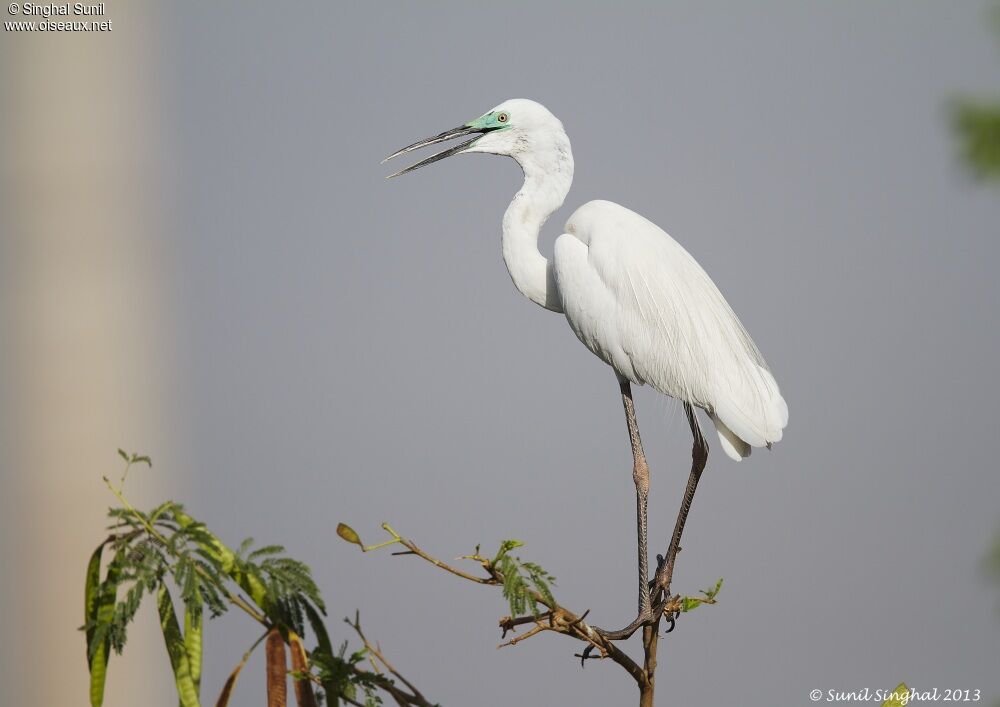 Great Egretadult breeding, identification, Behaviour