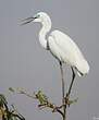 Grande Aigrette