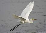 Grande Aigrette