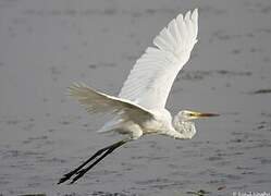 Great Egret