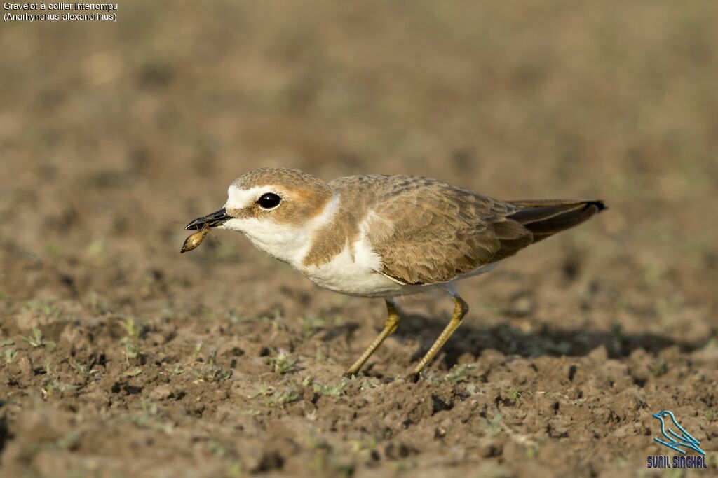 Kentish Plover, identification, eats