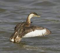 Little Grebe