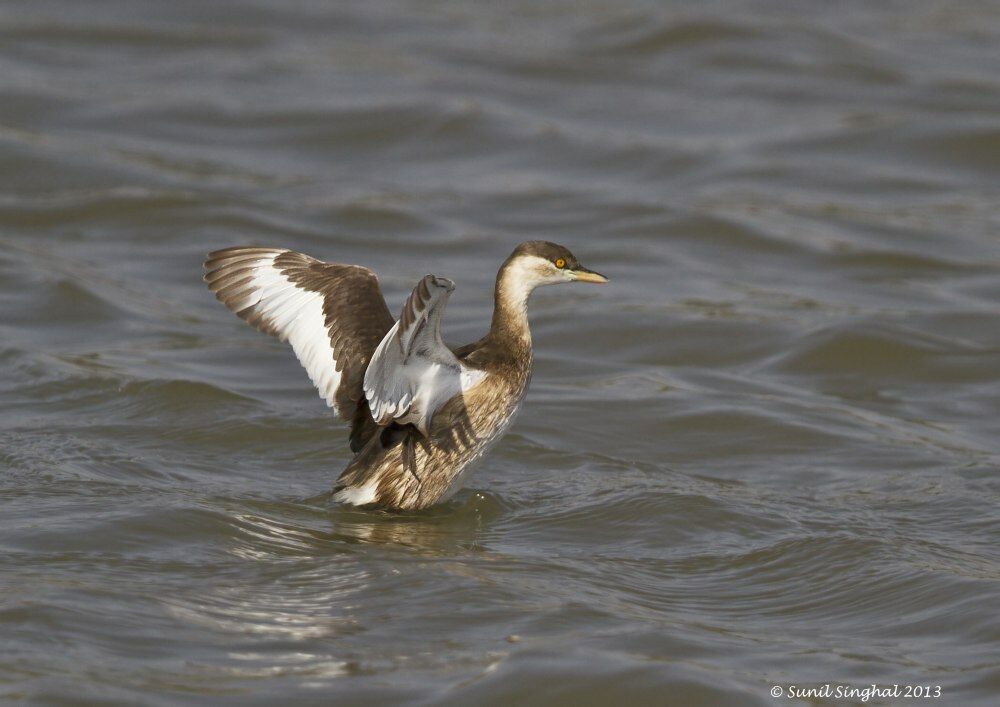 Little Grebe