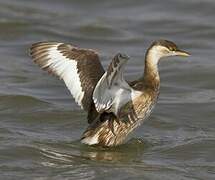 Little Grebe