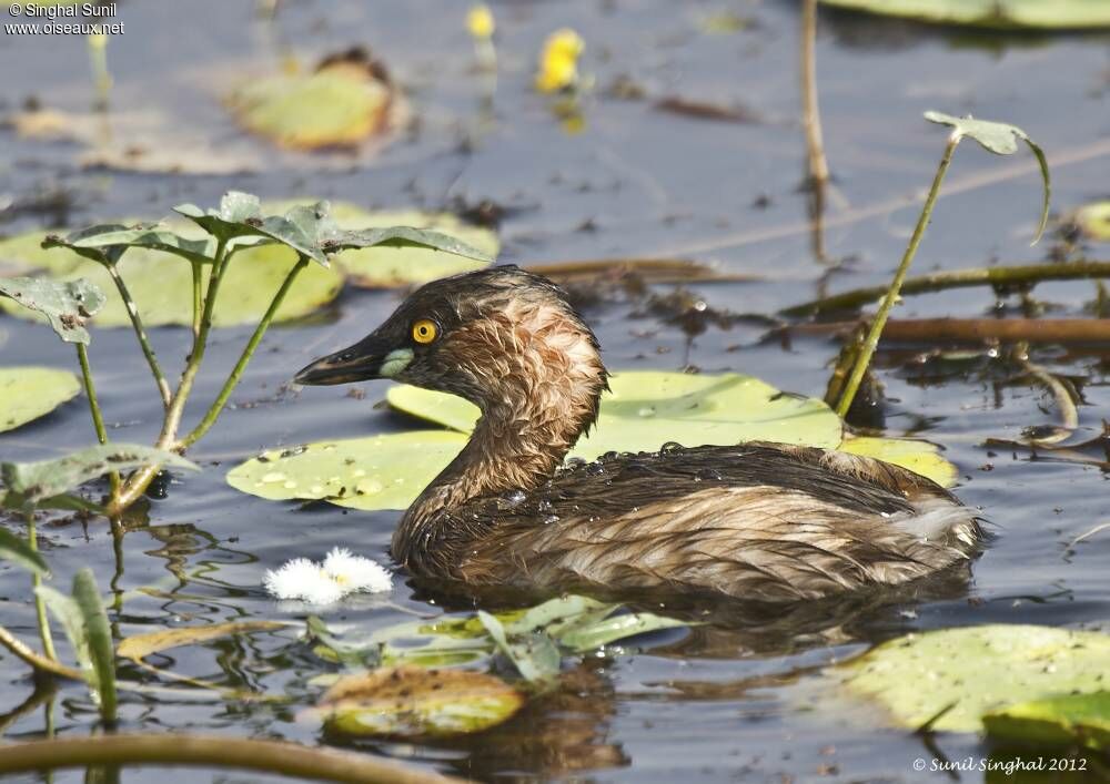 Little Grebe female adult, identification