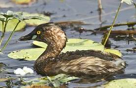 Little Grebe