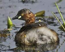 Little Grebe