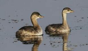 Little Grebe