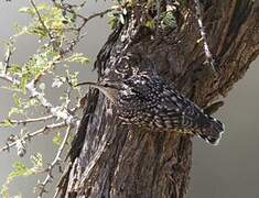 Indian Spotted Creeper