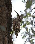 Indian Spotted Creeper