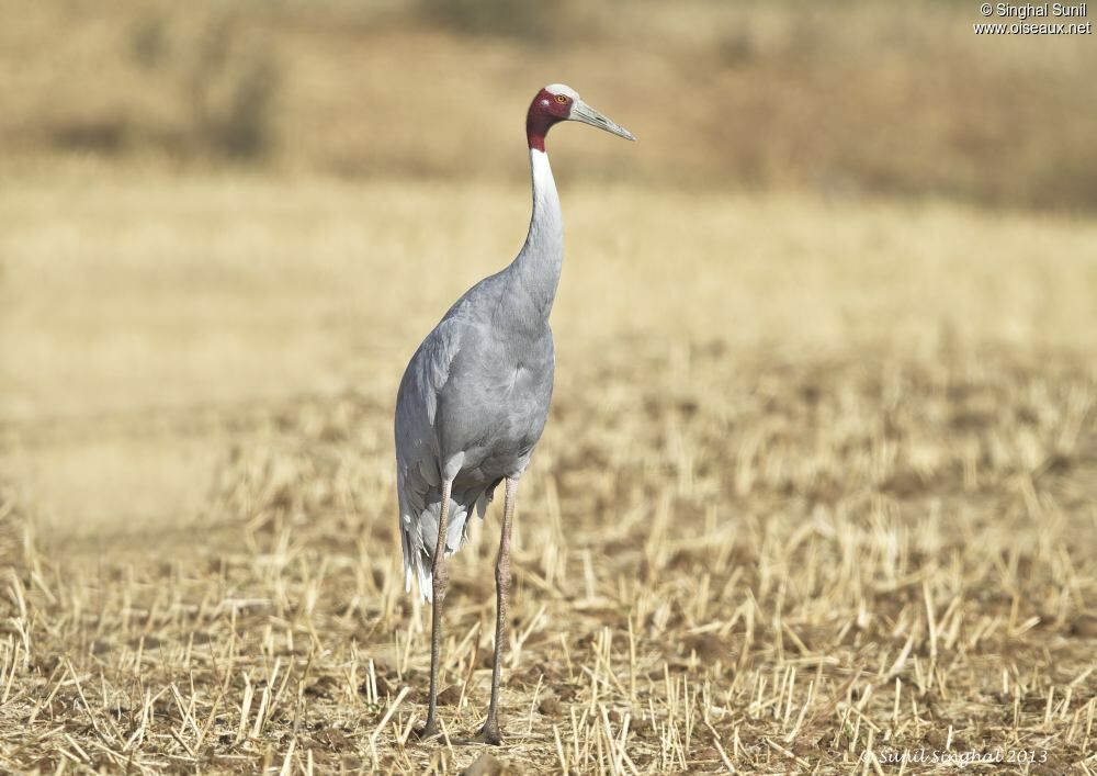 Grue antigone, identification