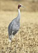 Sarus Crane