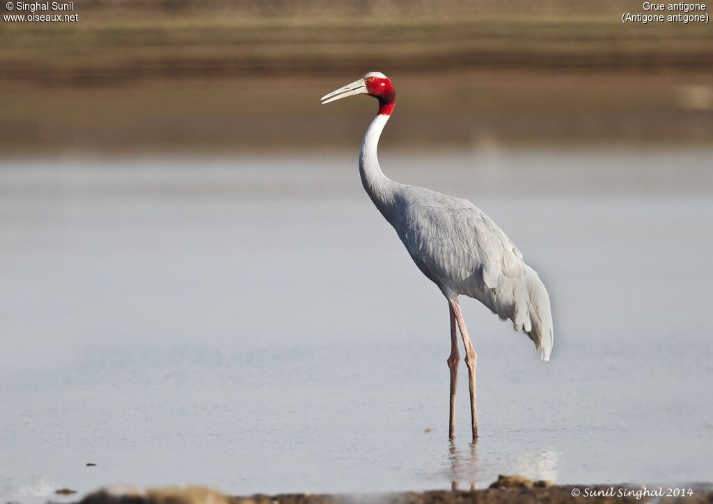 Sarus Craneadult, identification