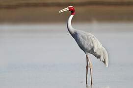 Sarus Crane