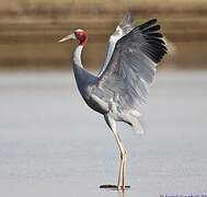 Sarus Crane