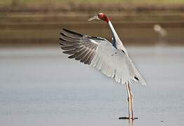 Sarus Crane