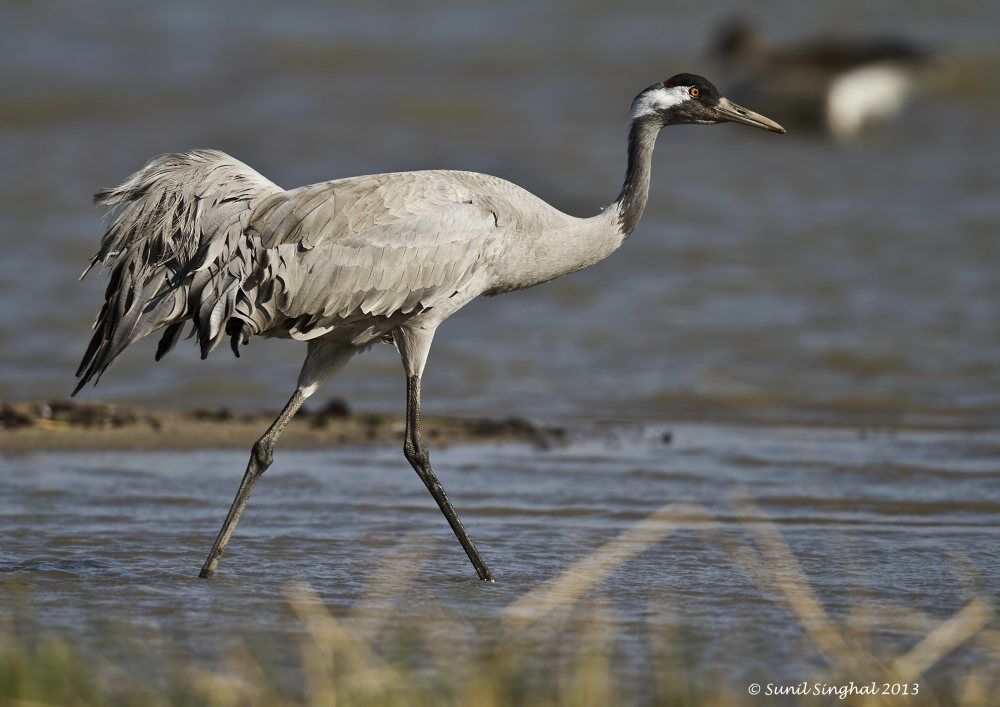 Common Crane