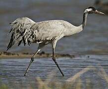 Common Crane