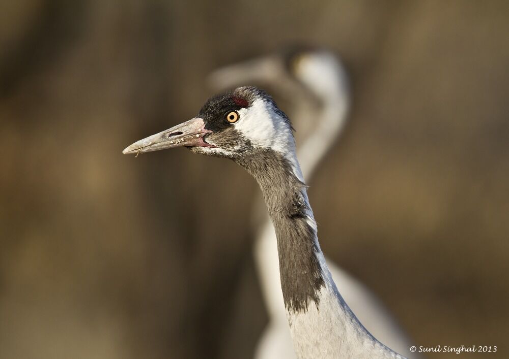 Common Crane