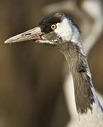 Common Crane