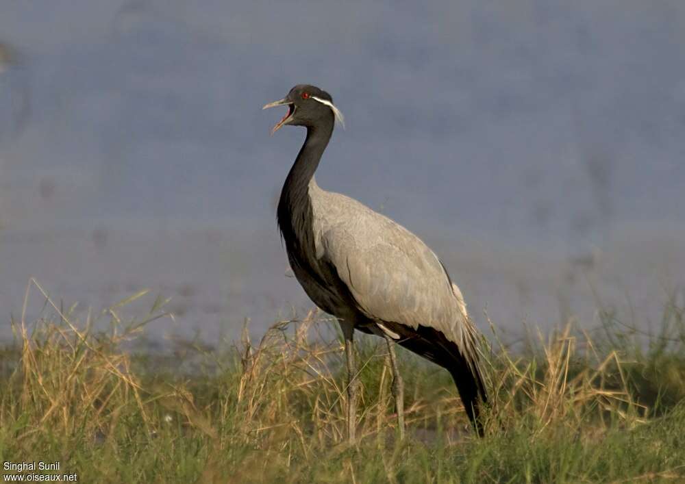 Grue demoiselleadulte, identification, chant, Comportement