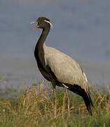 Demoiselle Crane