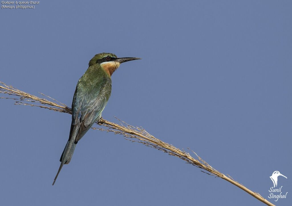 Blue-tailed Bee-eater, identification