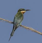 Blue-tailed Bee-eater