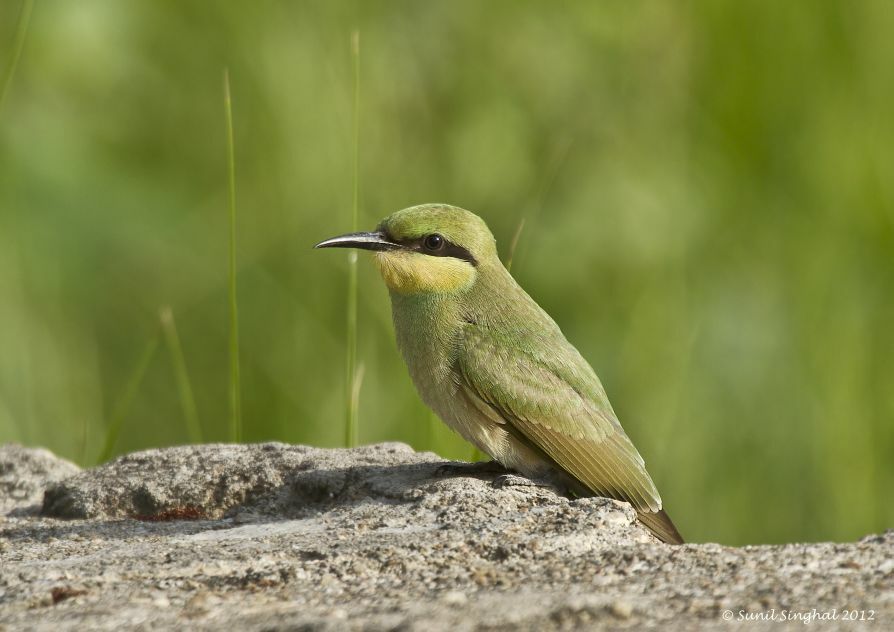 Asian Green Bee-eater