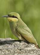 Green Bee-eater