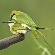 Green Bee-eater