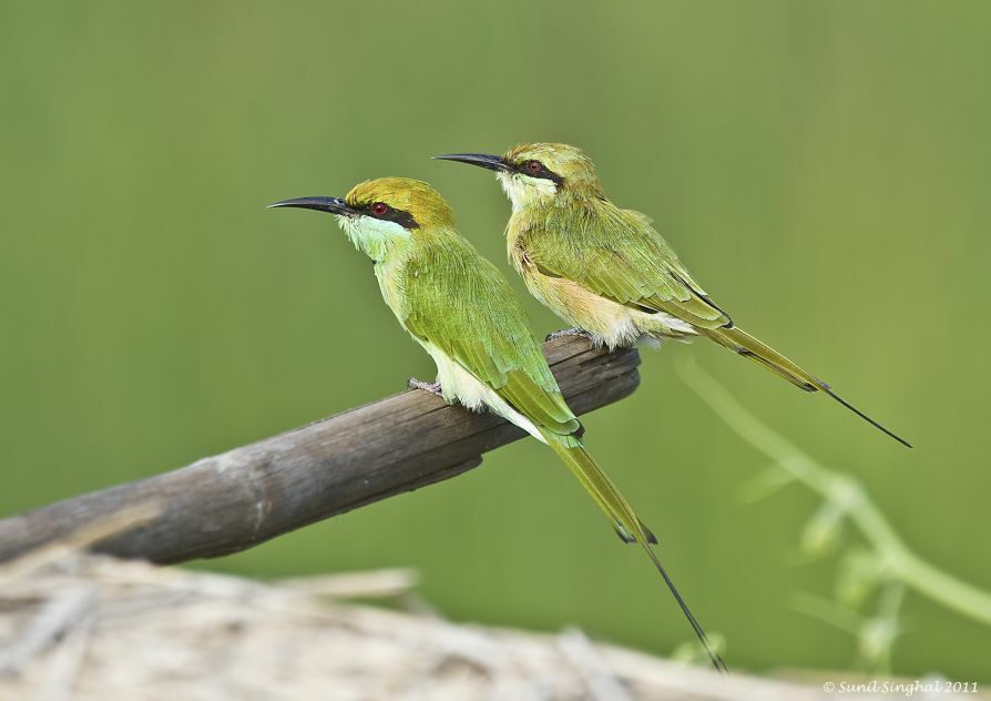 Green Bee-eater