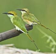 Green Bee-eater