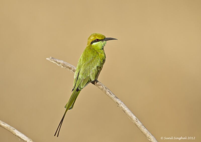 Asian Green Bee-eater